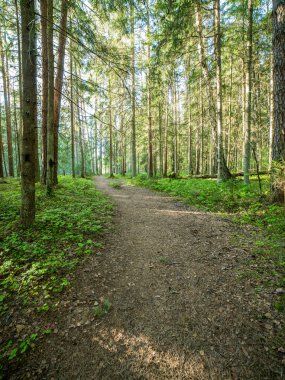 sonbaharda kırsalında boş yol