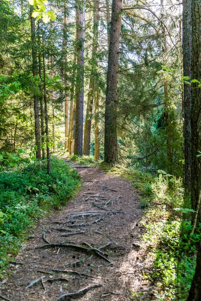 sonbaharda kırsalında boş yol