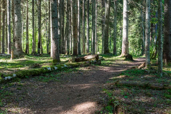 Camino vacío en el campo en otoño —  Fotos de Stock