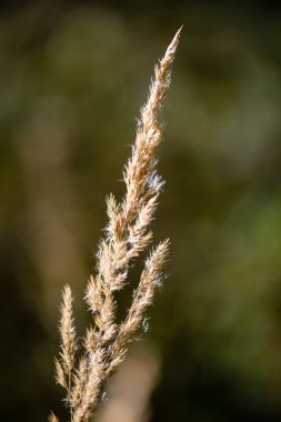 geç sonbaharda kuru ot