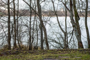 mavi arka plan ağaç dallarında