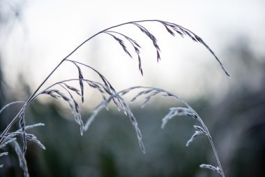 kışın soğuk çim