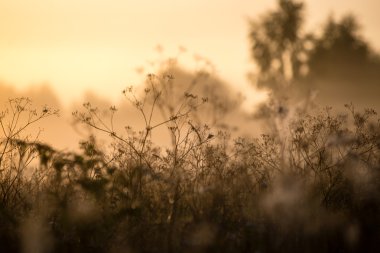 sonbaharın güzel örümcek ağları