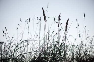 kışın soğuk çim