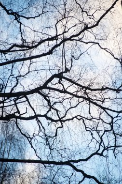 mavi arka plan ağaç dallarında