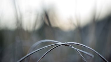 kışın soğuk çim