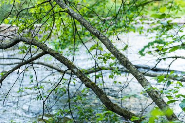 mavi arka plan ağaç dallarında