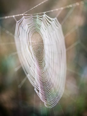 sonbaharın güzel örümcek ağları