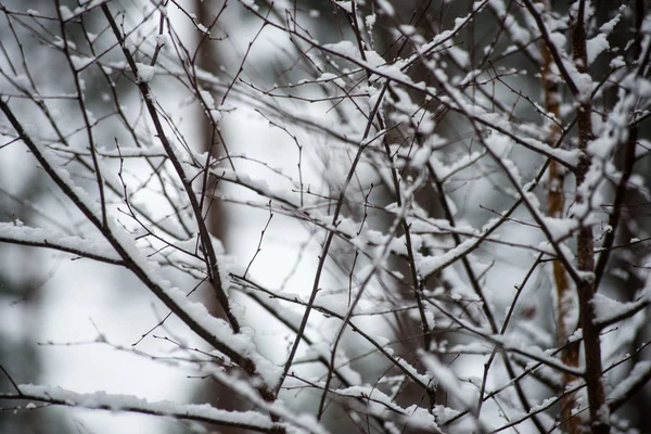 Herbe sèche en hiver — Photo