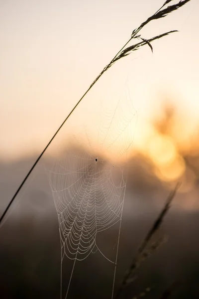 Belle ragnatele in autunno — Foto Stock