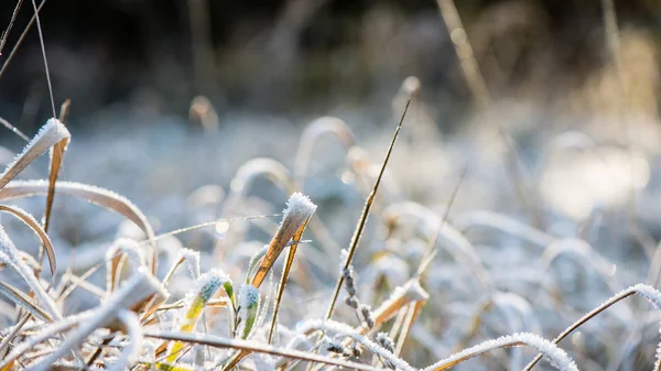A téli, fagyos fű — Stock Fotó