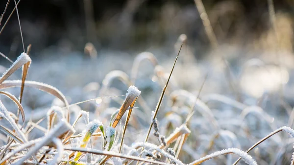 Frostigt gräs på vintern — Stockfoto