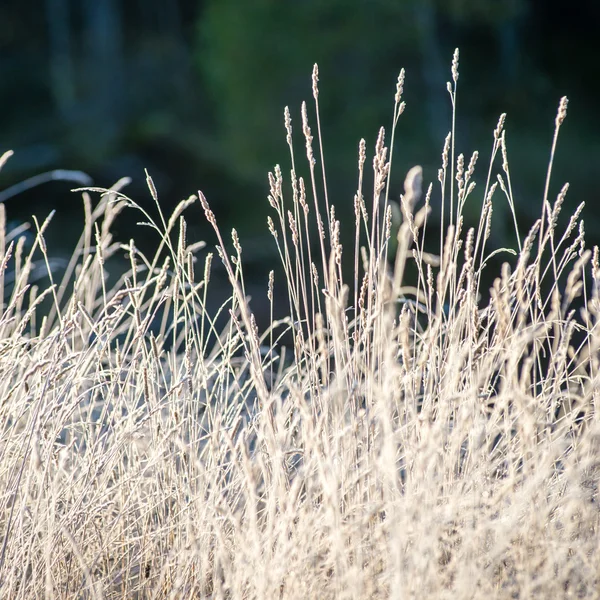 Mroźny trawy w zimie — Zdjęcie stockowe