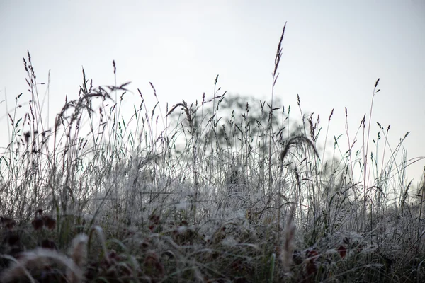 Frosty gras in de winter — Stockfoto