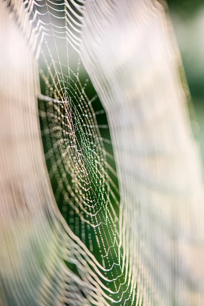 Красивые паутины осенью — стоковое фото