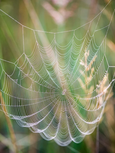 가 아름 다운 거미줄 — 스톡 사진