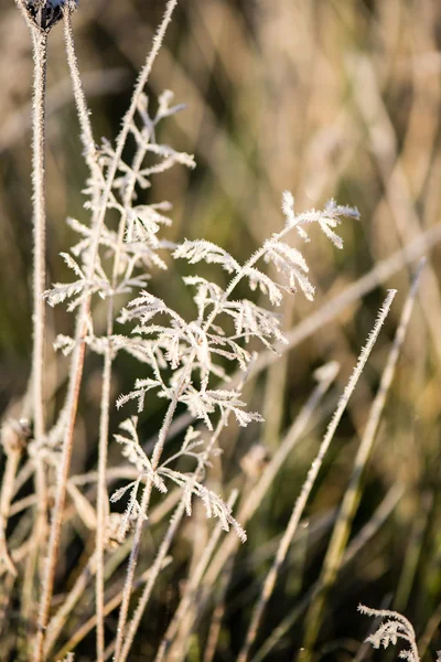 Морозна трава взимку — стокове фото