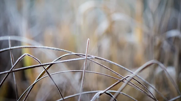 Erba ghiacciata in inverno — Foto Stock