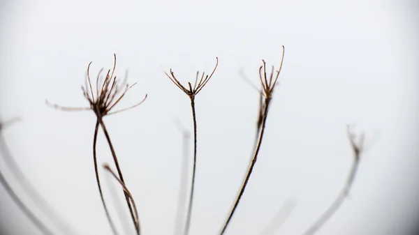 Hierba seca en invierno —  Fotos de Stock