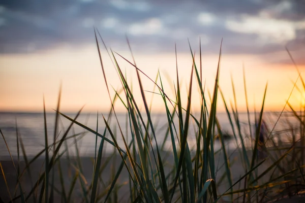 Текстура травы на осеннем закате — стоковое фото