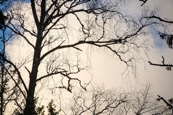 青の背景に木の枝 — ストック写真