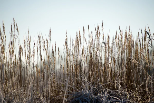 Суха трава взимку — стокове фото