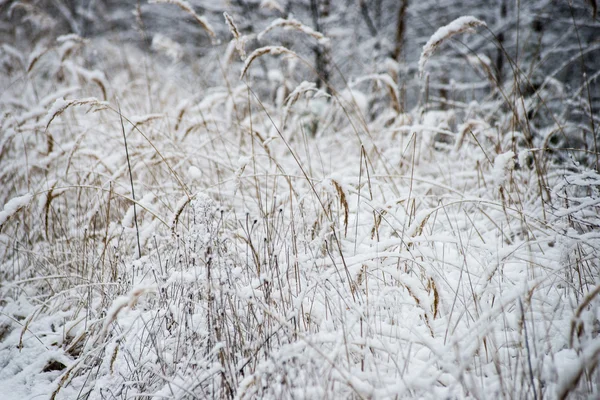 Hierba seca en invierno —  Fotos de Stock