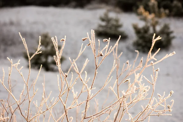 Suchá tráva v zimě — Stock fotografie