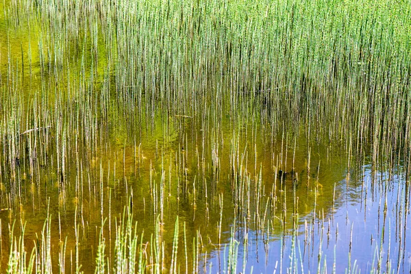 秋の夕日の草のテクスチャ — ストック写真