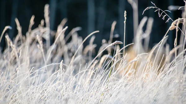 Erba ghiacciata in inverno — Foto Stock