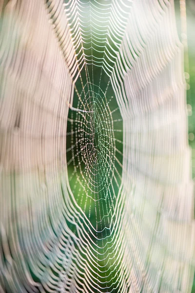 Belles toiles d'araignée en automne — Photo