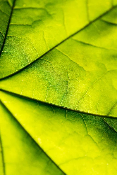 Gröna blad på blå himmel — Stockfoto