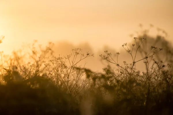 Mooie spinnenwebben in de herfst — Stockfoto