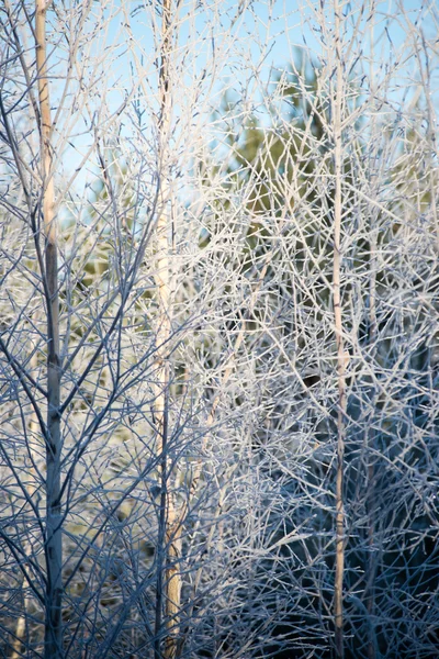 Grama gelada no inverno — Fotografia de Stock