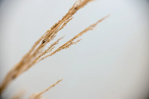 Erba secca in inverno — Foto Stock