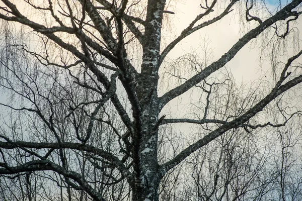青の背景に木の枝 — ストック写真