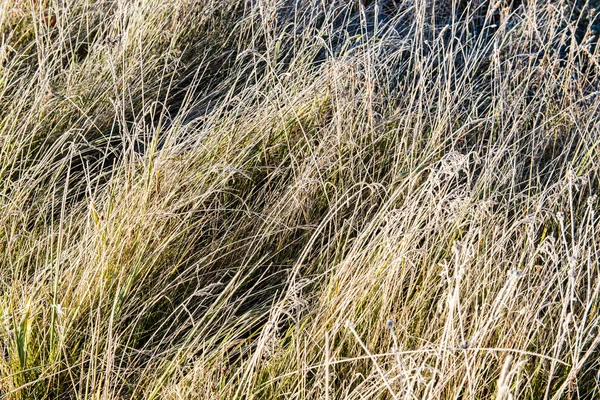 Grass texture in autumn sunset — Stock Photo, Image