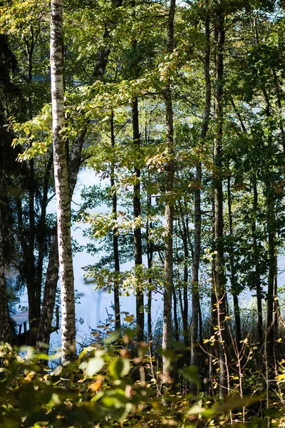 青の背景に木の枝 — ストック写真