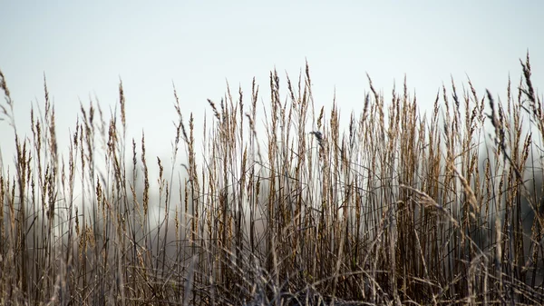 Sucha trawa zimą — Zdjęcie stockowe