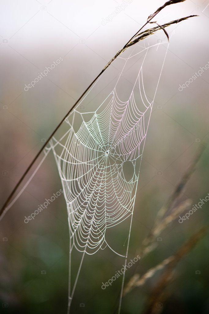 beautiful cobwebs in autumn