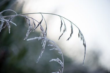 kışın soğuk çim