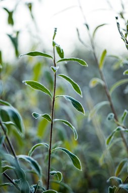kışın soğuk çim