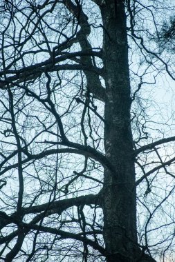 mavi arka plan ağaç dallarında