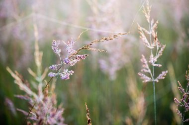 sonbaharın güzel örümcek ağları