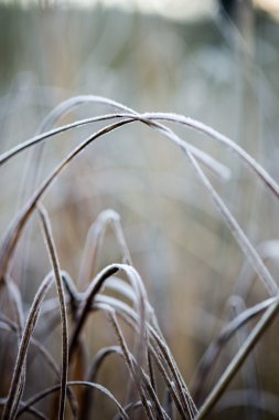 kışın soğuk çim