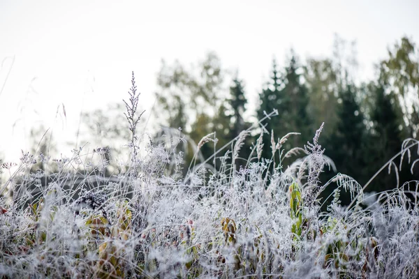 Erba ghiacciata in inverno — Foto Stock