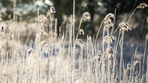 Hierba helada en invierno —  Fotos de Stock