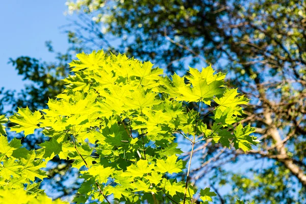 Foglie verdi su cielo blu — Foto Stock