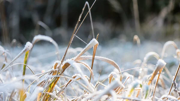 Frostigt gräs på vintern — Stockfoto