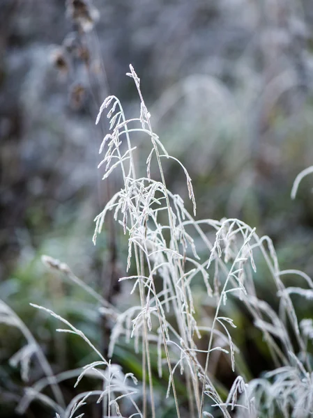 Rumput beku di musim dingin — Stok Foto